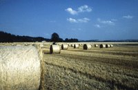 Le Parlement veut donner le pouvoir aux États d’interdire les OGM