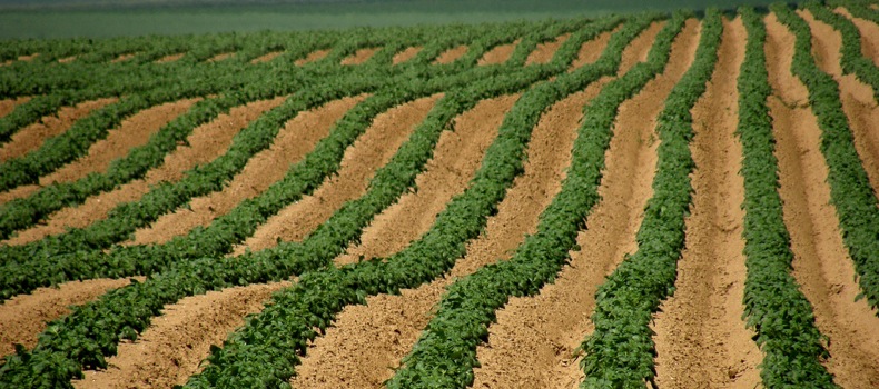 La justice française s'en remet à la CJUE sur les « OGM cachés »