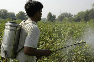 Les pays en développement priés d’interdire un pesticide toxique