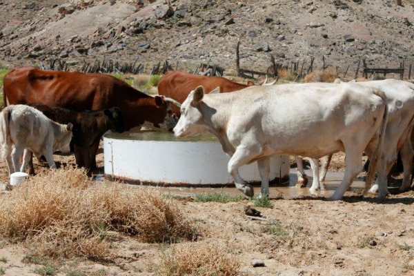 cattle.jpg