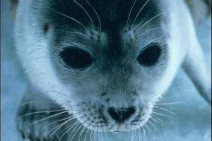 Le financement de petits projets de protection de l’environnement est en péril