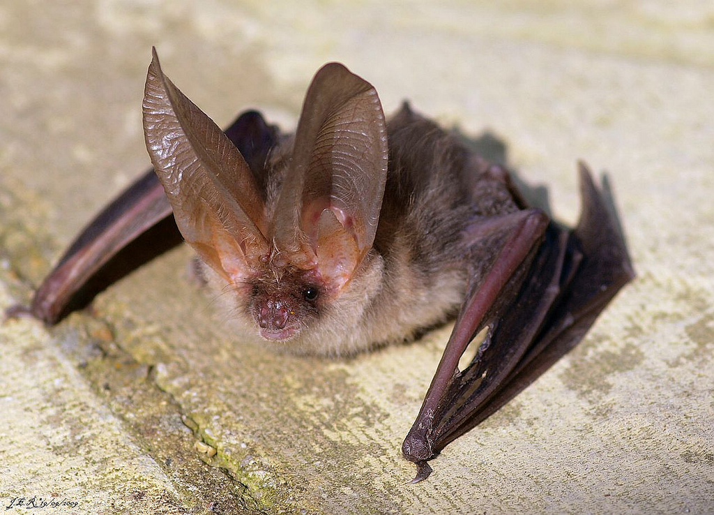 Les chauves-souris européennes prolifèrent de nouveau