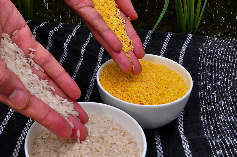 Des militants pro-OGM descendent dans la rue pour le riz doré