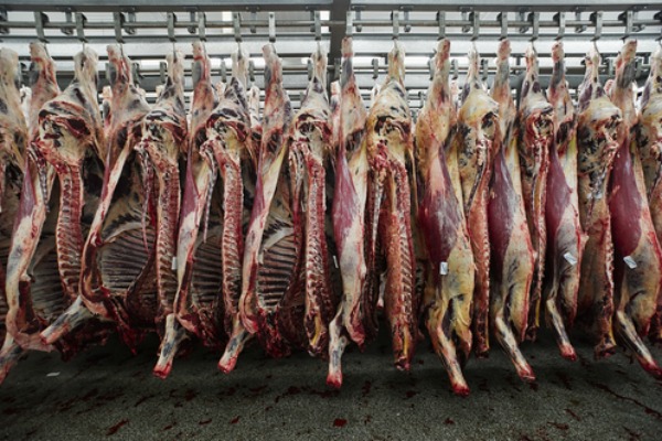 Les abattoirs sont-ils propices à la propagation du coronavirus ?