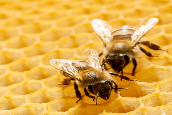 Les apiculteurs lancent un label européen pour sauver les abeilles 
