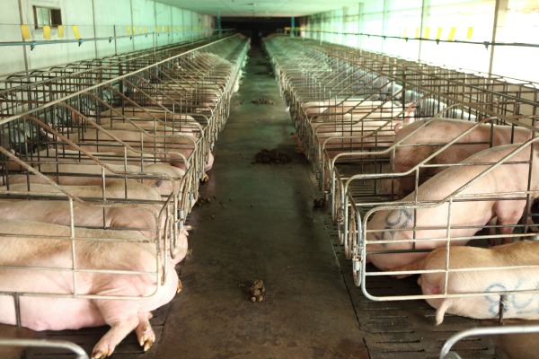 L'UE veut aider les ex-salariés des abattoirs Gad, victimes de la mondialisation