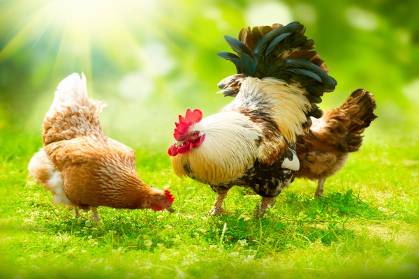 La réforme du label bio européen fait débat