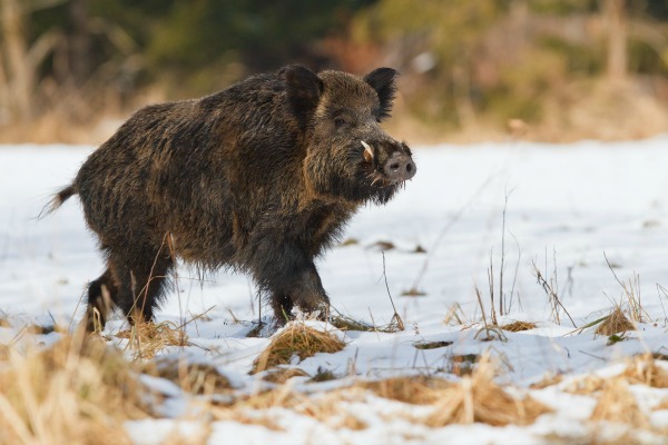 La France redoute la peste porcine africaine