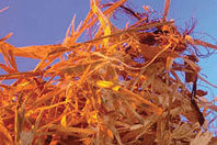 Cellulosic-ethanol biofuel [Shutterstock]