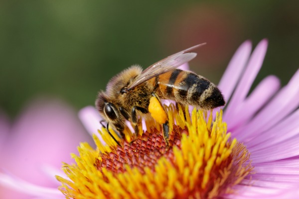 40 élus français partent en croisade pour protéger les abeilles