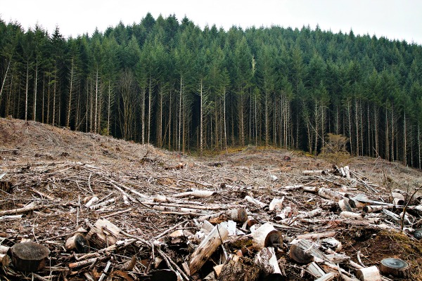 A Strasbourg, l'hydrogène vient de la biomasse