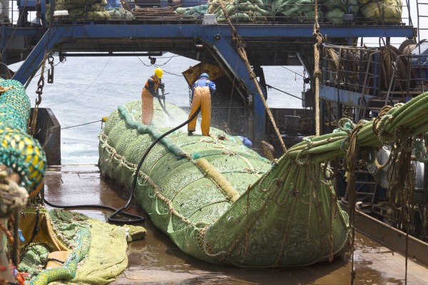 Les écosystèmes marins victimes de décennies de surpêche