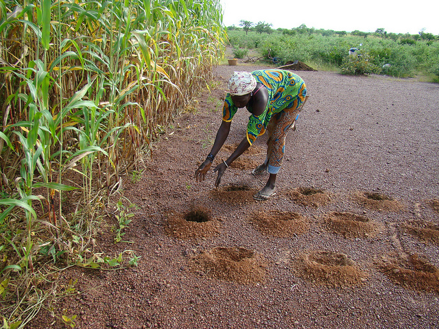« Le Sahel doit augmenter les rendements agricoles pour nourrir sa population »