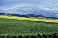 Les Verts réclament des règles plus strictes sur les importations de cultures fourragères