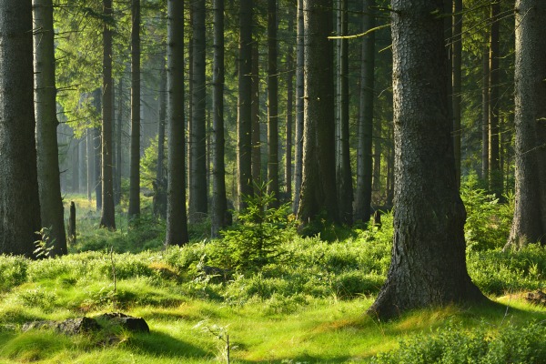 La forêt française se met à la disposition de la transition énergétique