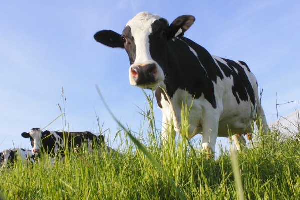 Le Parlement européen fait barrage aux aliments issus du clonage