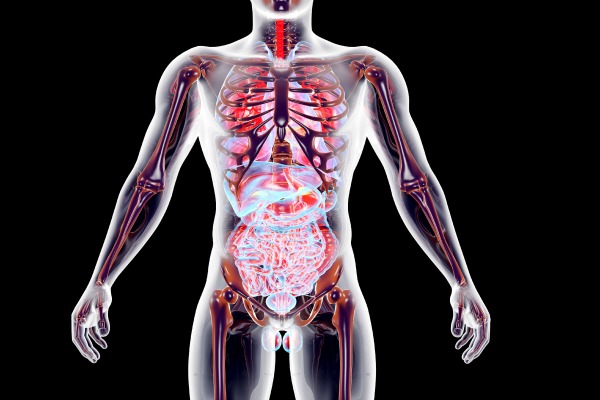 Coûts astronomiques des perturbateurs endocriniens chez les hommes en UE