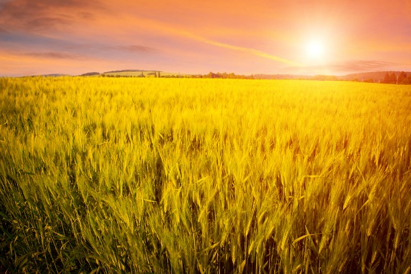 Feu vert à trois programmes de développement rural en Pologne, au Danemark et en Autriche