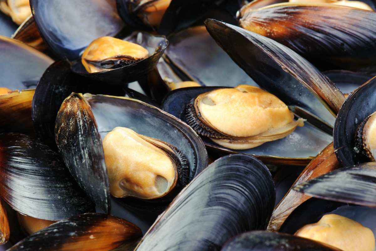 Plusieurs Etats réclament l'interdiction des micro-plastiques pour sauver les moules