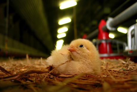 L'agriculture bio menacée par la future législation européenne