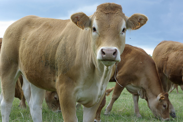 Le retour du boeuf européen aux Etats-Unis ne serait pas lié au TTIP