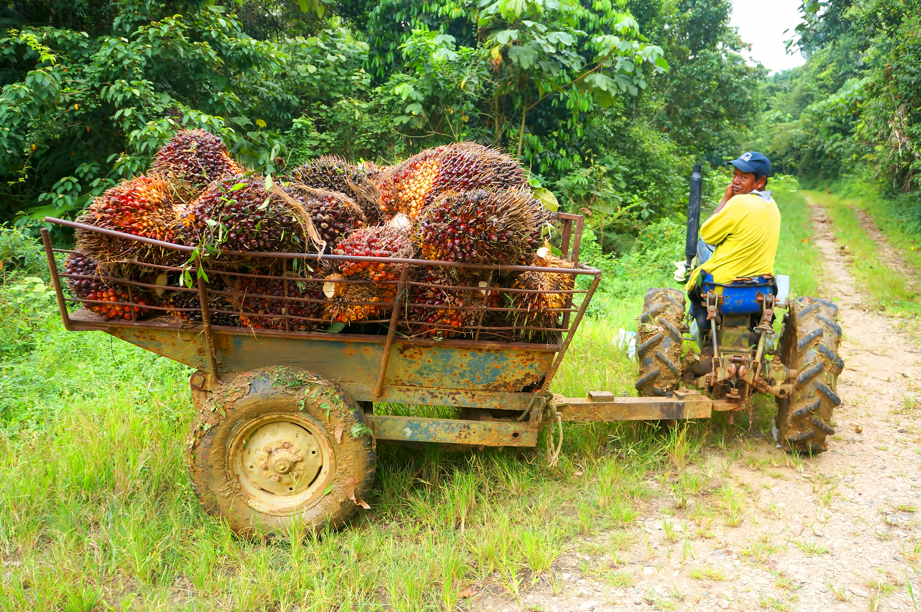 L'UE championne des importations de produits issus de la déforestation illégale