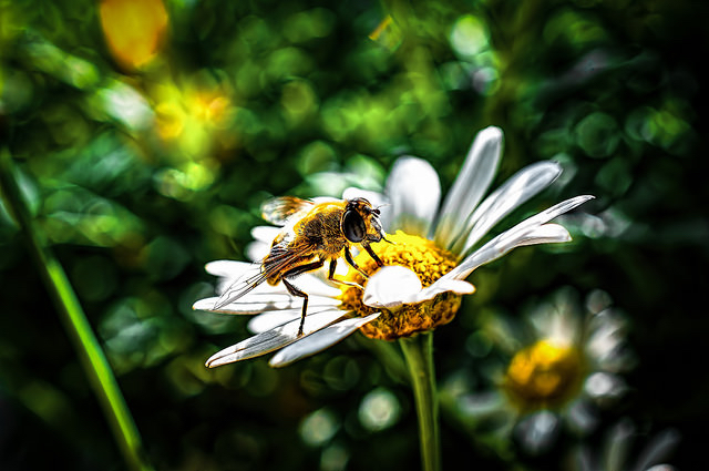 Les abeilles, accros aux pesticides qui les déciment en Europe