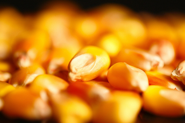 Les OGM, une chance pour l'environnement?