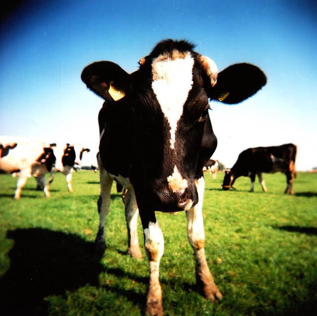 TTIP : un traité contre les paysans et la cause animale