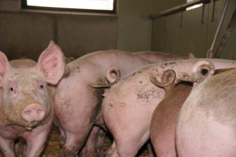 L'agriculture traditionnelle menace environnement et biodiversité en Allemagne