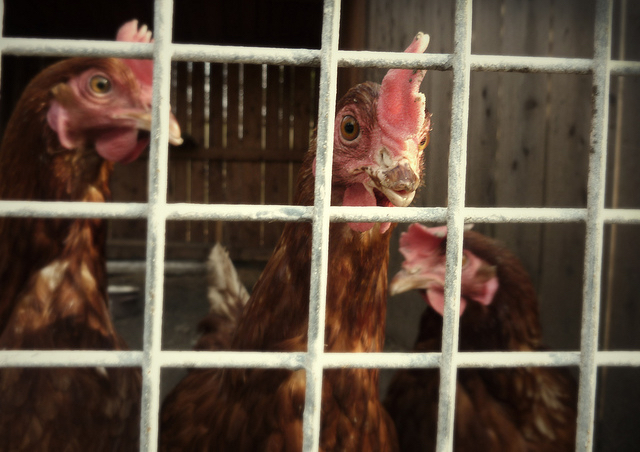 La Commission veut rétablir la confiance envers l’industrie agro-alimentaire 