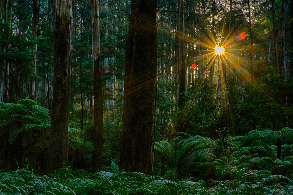 L'UE fait l'impasse sur la forêt dans sa politique climatique