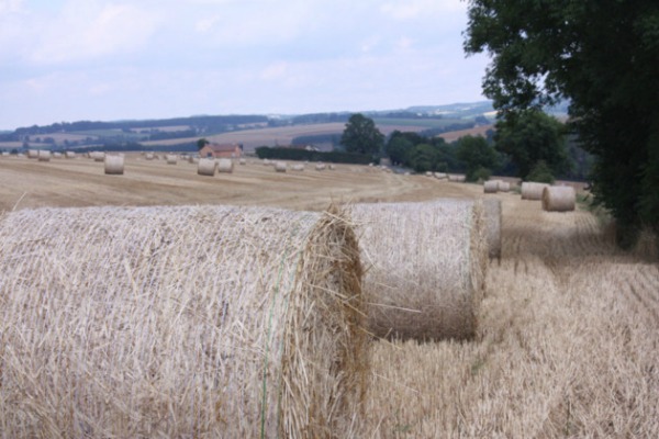 La nouvelle PAC sème la panique chez les agriculteurs