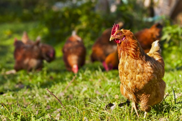 Juncker juge la politique de sécurité européenne inférieure à une bande de poules