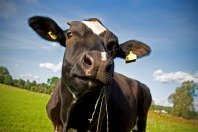 Plus de la moitié des Européens pense que le clonage des animaux destinés à la consommation n’est pas une bonne chose pour eux
