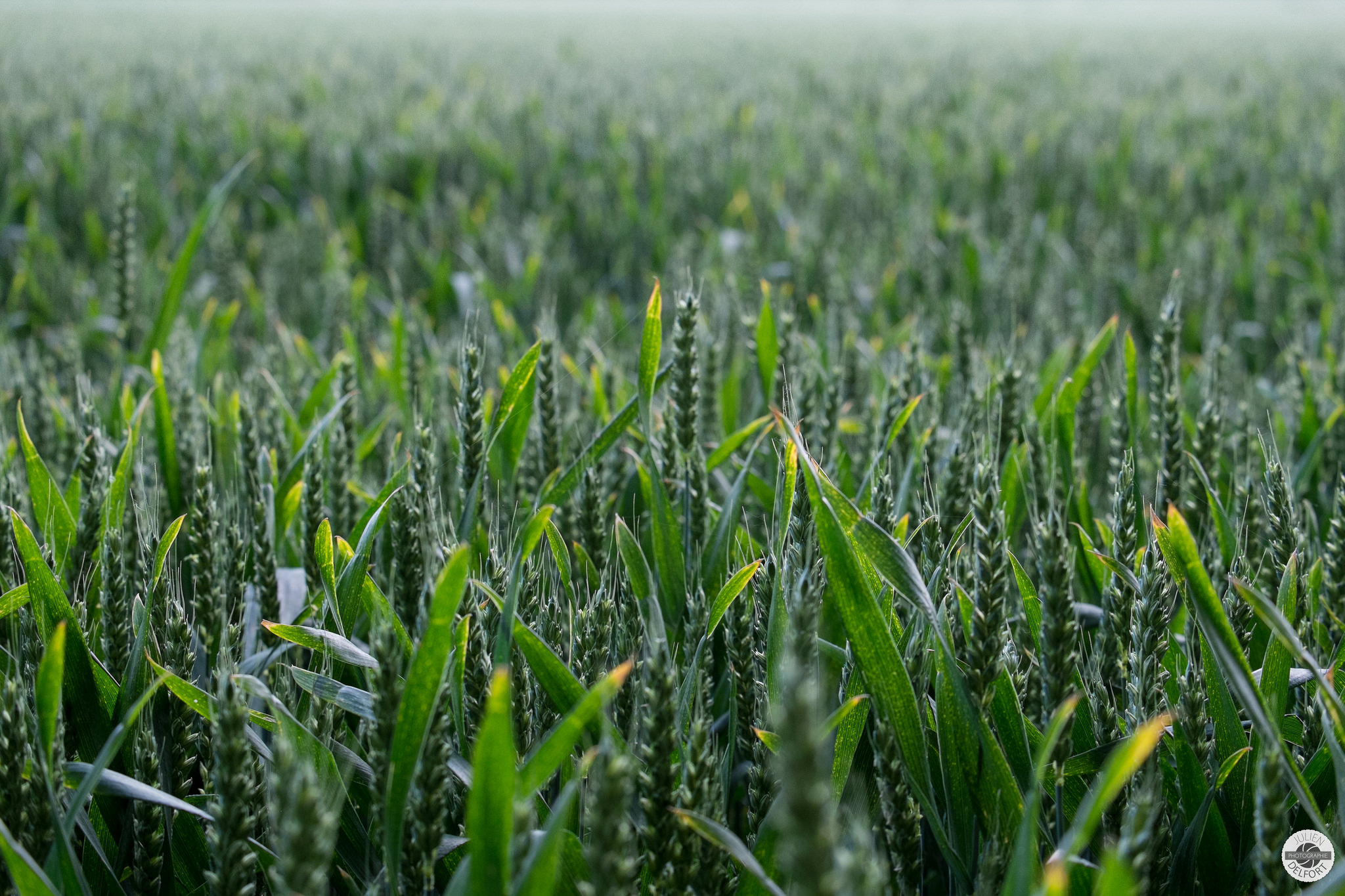 En 2040, l’agriculture à bout de souffle ?