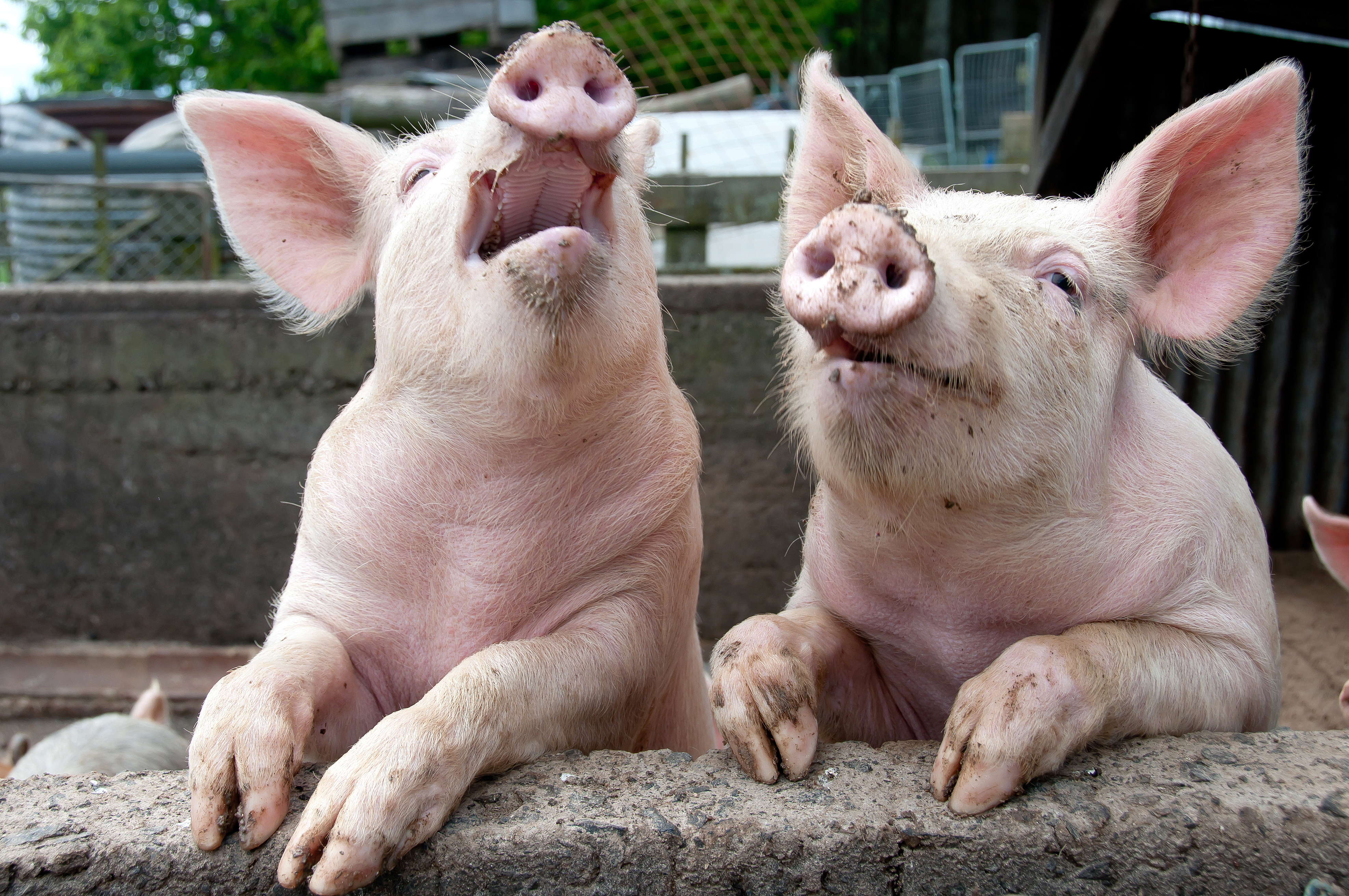 La filière porcine française accuse l'Allemagne de fraude à la TVA