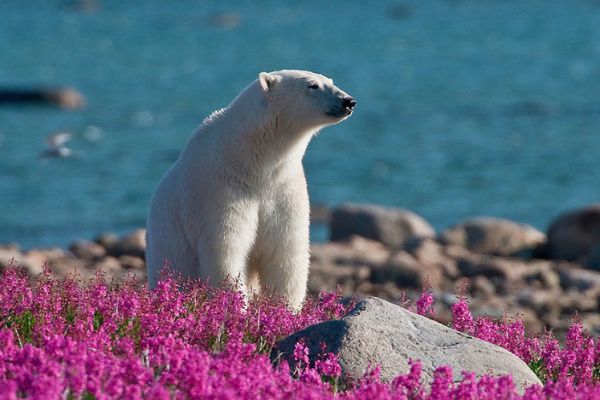 L’ours polaire victime du refroidissement des relations entre la Russie et l’UE