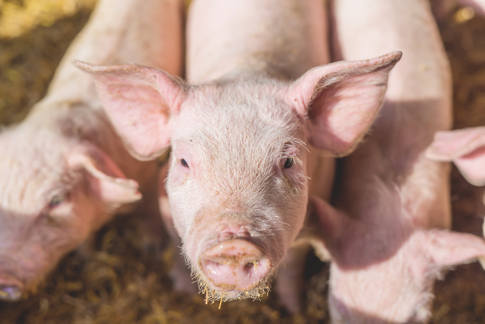 Reprise à la baisse pour le marché du porc breton