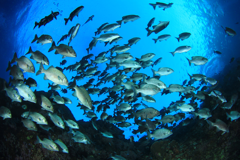 Les Vingt-huit toujours à la traîne en matière de pêche durable