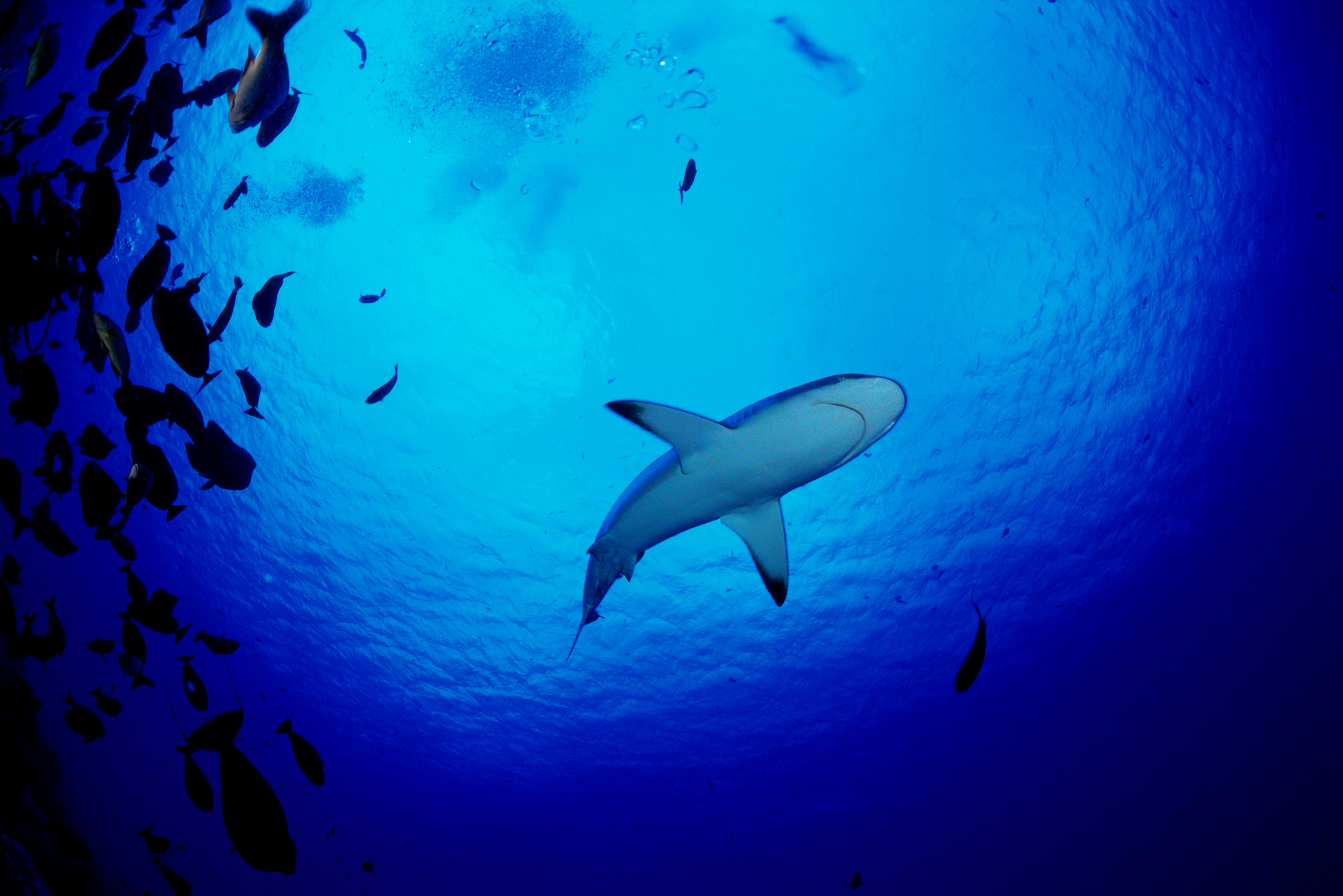 La moitié des animaux marins ont disparu depuis 1970