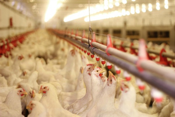 Mesures urgentes de l'UE pour contenir la grippe aviaire aux Pays-Bas