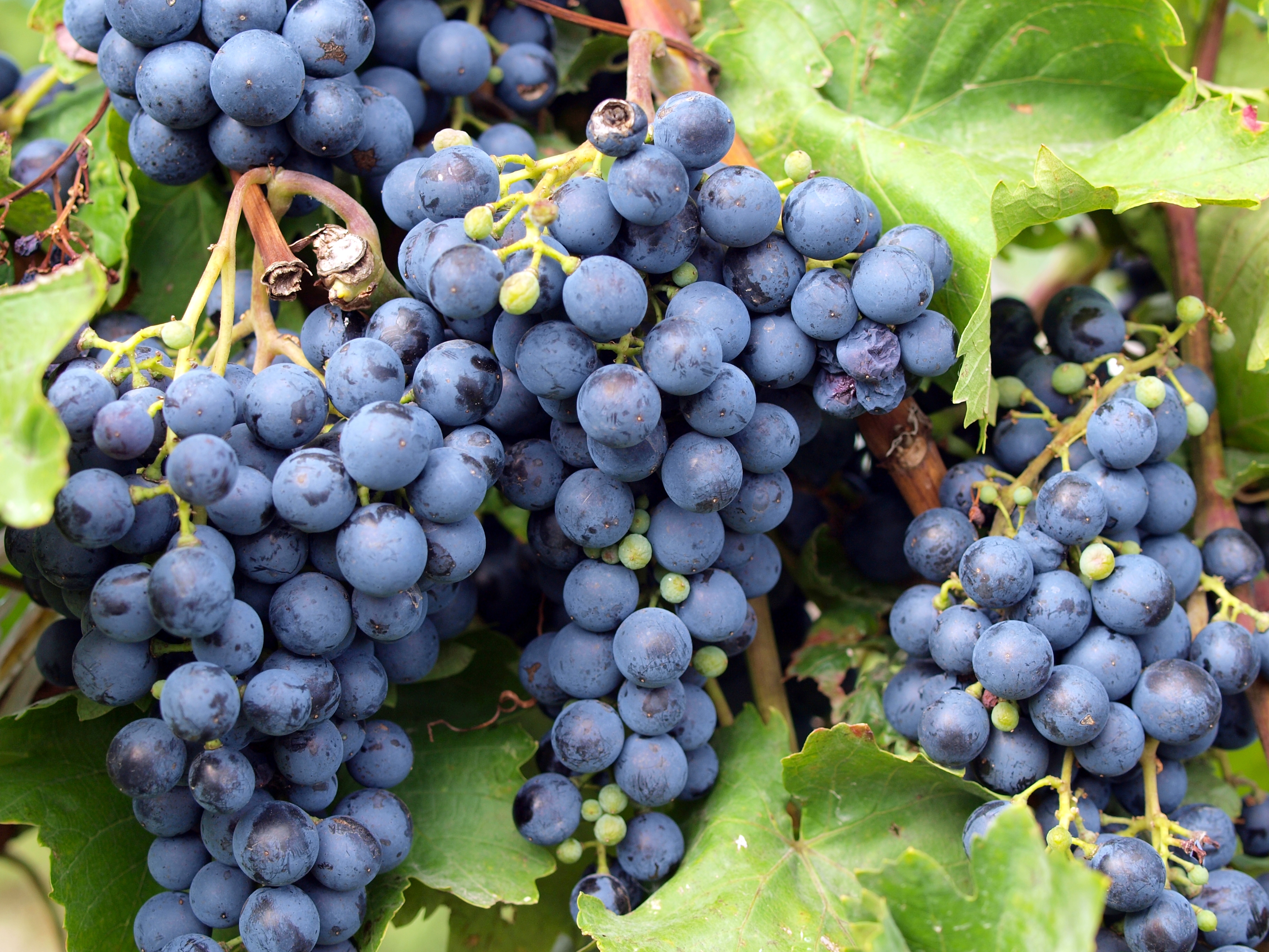 Des pesticides présents dans trois-quarts des fruits en France