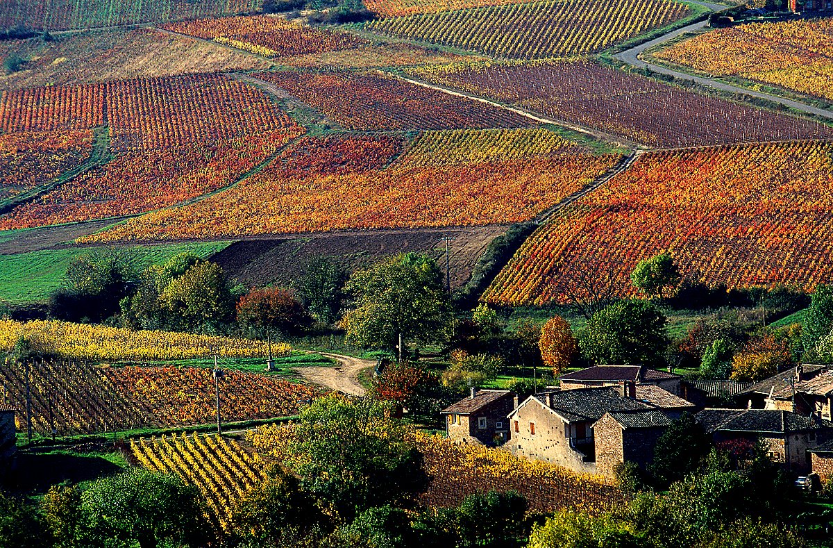 Le changement climatique risque de pénaliser le vin européen