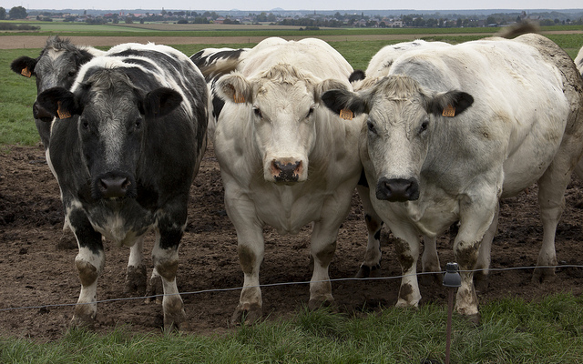 Les agriculteurs menacent les eurodéputés de délocaliser