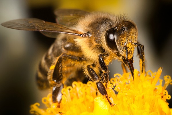 L'EFSA confirme la nocivité des pesticides pour les abeilles