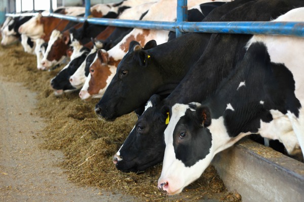 La production de viande bovine coûte cher à l'environnement