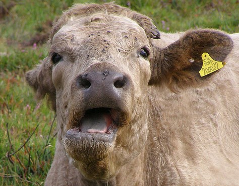 Les eurodéputés limitent les émissions agricoles, mais pas les rots des vaches