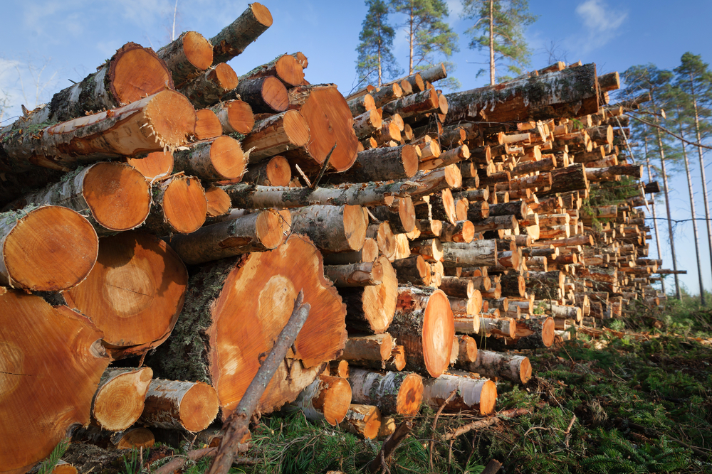 La FAO juge la déforestation inutile pour nourrir l’humanité