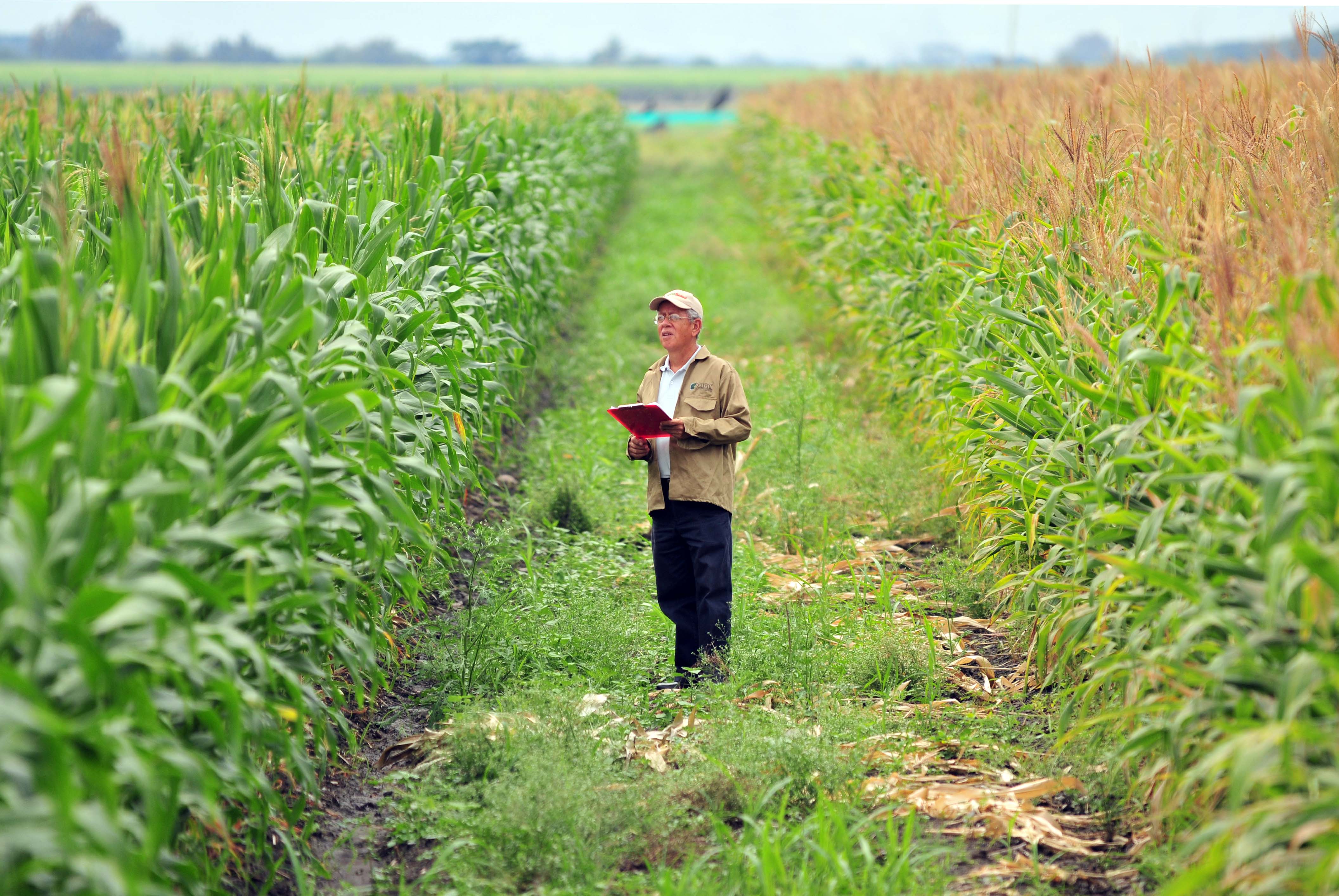 Bio-fortified maize is seen as a solution to malnutrition in the developing world.